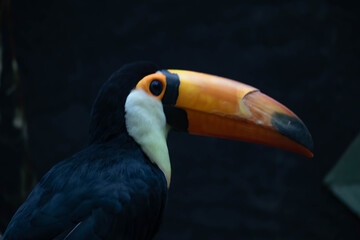 A toucan bird with a large bright orange beak sits on a branch. Close-up portrait.