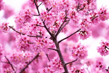 桜の木