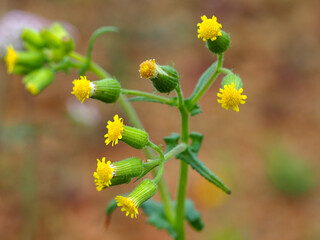 Wildflower (senecio lividus)