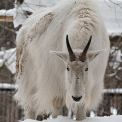 Rocky mountain goat (Oreamnos americanus) on snow