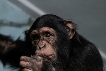Portrait of a monkey on a gray background close-up 