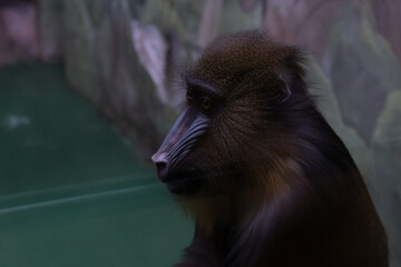 Portrait of a monkey on a gray background close-up 