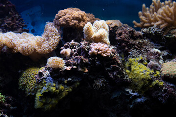 Naklejka na ściany i meble Tropical Exotic Aquarium fish close-up.