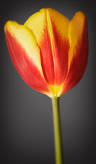 Tulip in colour