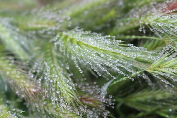 Many dew drops remained on spikelets of meadow grass on a summer morning