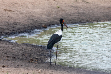 sadlded billed stork