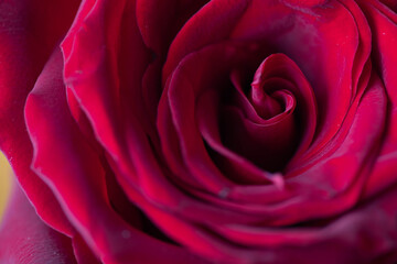 dark red rose flower detail, macro shot for mother's day greeting card or book cover design