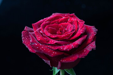 dark red rose flower with droplets on black background, macro shot for mother's day greeting card or book cover design.