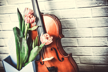 close up acoustic volin and pink tulip flowers on brikwall background.