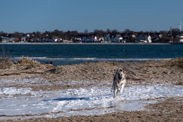 Young Romanian crossbreed dog - Ciobanesc Romanesc Carpatin crossbreed