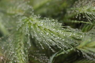 Many dew drops remained on spikelets of meadow grass on a summer morning