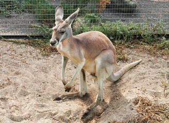 Gray adult kangaroo reasting at zoo