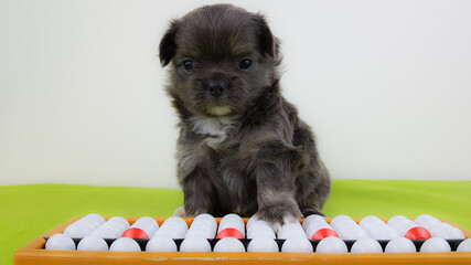 a sad gray chihuahua puppy sits near the abacus. smart dog. the child is tired of learning. mental...