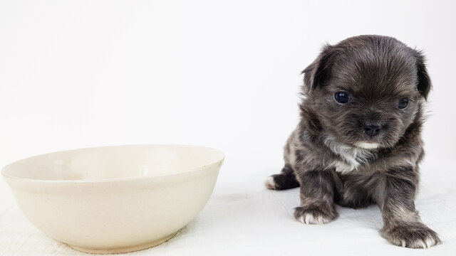 a gray chihuahua puppy on a white background with an expressive look next to a plate. hard shadows and highlights