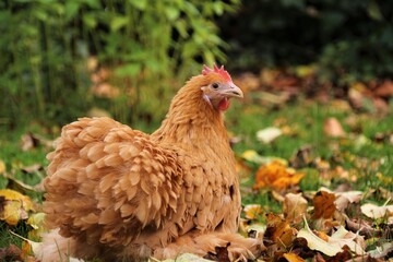 Huhn im Garten
