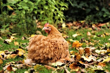 Huhn im Garten