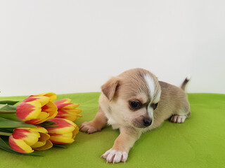 a cute little puppy with expressive and sad eyes lies near a bouquet of flowers on a light background. portrait of a Chihuahua puppy with a sad and thoughtful look.