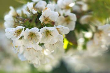 Branches of blossoming cherry with soft focus .