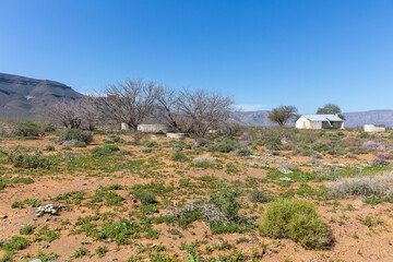 cottages in the desert