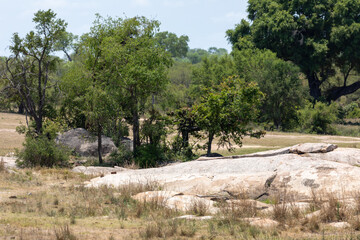trees in the kruger parrk