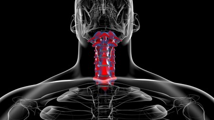 Human Skeleton Vertebral Column Cervical Vertebrae Anatomy 3D © mybox