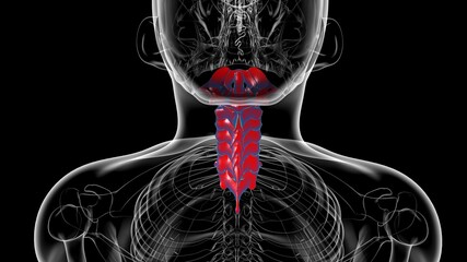 Human Skeleton Vertebral Column Cervical Vertebrae Anatomy 3D © mybox