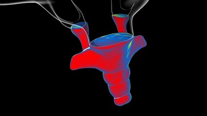Human Skeleton Vertebral Column Coccyx or tail bone Anatomy © mybox