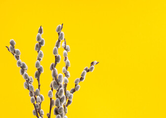Fototapeta premium Fluffy spring buds on yellow background with copy space on right side. Easter and Spring concept. Flowering process