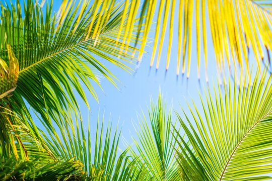 Palm tree as a background. Bali, Indonesia. Sky and tree. Abstract composition. Travel image