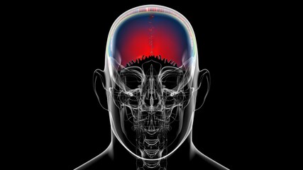 Human Skeleton Skull Parietal Bone Anatomy For Medical Concept © mybox