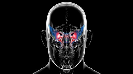 Human Skeleton Skull Sphenoid Bone Anatomy For Medical Concept