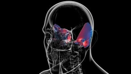 Human Skeleton Skull Temporal Bone Anatomy For Medical Concept © mybox