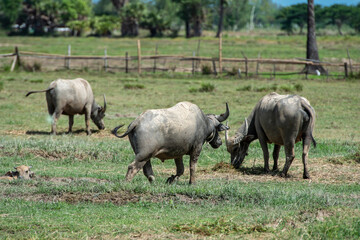 buffaloes life in the field in Northern Thailand in summer
