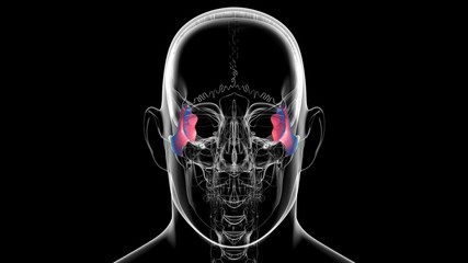 Human Skeleton Skull Zygomatic Bone Anatomy For Medical Concept © mybox