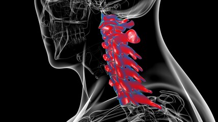 Human Skeleton Vertebral Column Cervical Vertebrae Anatomy 3D © mybox