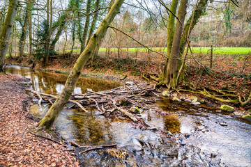Godesberger Bach kurz vor Godesberg mit Schwemmholzbarriere