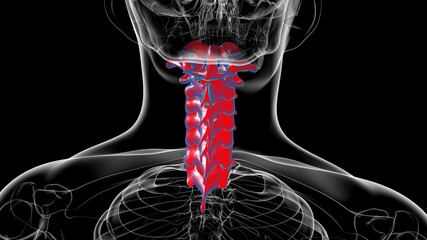 Human Skeleton Vertebral Column Cervical Vertebrae Anatomy 3D © mybox
