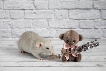 A cute and funny gray decorative rat bites a teddy bear toy by the ear. Rodent close-up portrait.