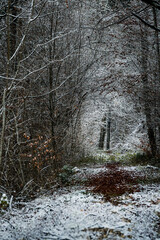 pathway through winter forest in Utzenstorf