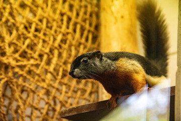 eichhörnchen