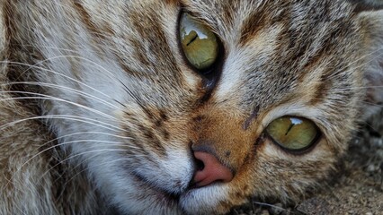 Katzen Porträt, Augen, Gesicht, Nase, 