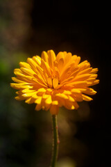 Sunny Yellow Dahlia in the Shade
