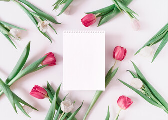 White and red tulips are on a light background around an open blank notebook. Floral layout with copy space. Flat lay, top view.