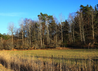 Obraz premium A Swedish forest side during the spring. Nice weather outside. Clear blue sky and many trees next to a meadow. Stockholm, Sweden, Europe.