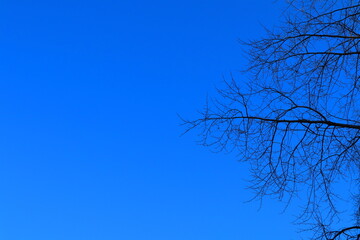 Close up on several branches against a blue sky. Part of of tree during the spring. Nice weather a sunny day. Plenty of room for copy space.