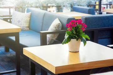 white flowerpot with blooming flower and green leaves on a wooden table of a summer terrace of a restaurant with soft blue sofas, close-up of a plant in place nobody.