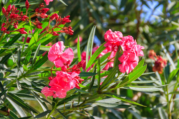 Blooming pink Nerium oleander in a garden