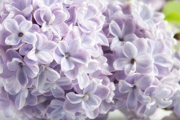 Close-up of flowering lilac. Beautiful lilac flowers, spring background.