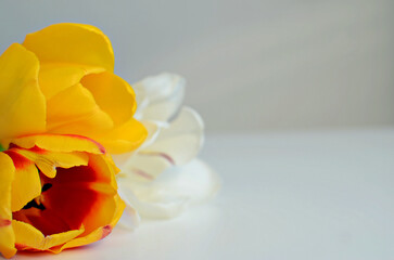 Multicolored bouquet of tulips close up on white background, copy space