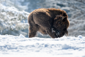 young captive bison in snow at the Bison Ranch in Les Prés d'Orvin, Swiss Jura